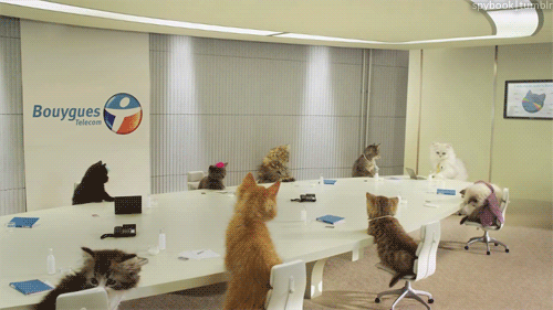 A gif of kittens having a “meeting”