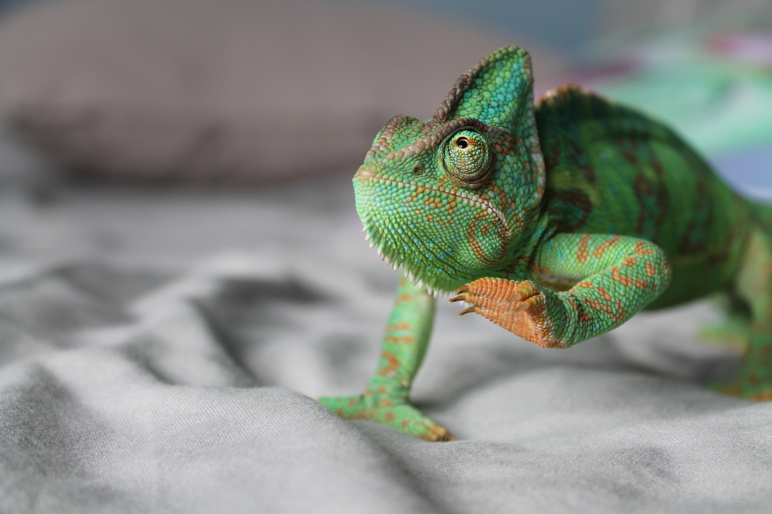 Image of a chameleon