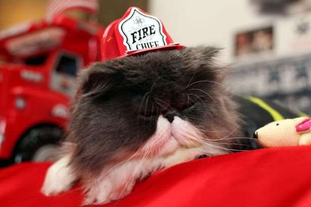 Picture of a cat wearing a firefighter hat